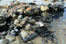 Tourbière fossile - Trezmalaouen - Niveau de conglomérat 