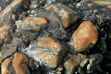 Tourbière fossile - Trezmalaouen - Niveau de conglomérat (détail)