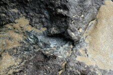 Tourbière fossile - Trezmalaouen - niveau argileux