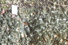 Conglomérat à galets de quartz.