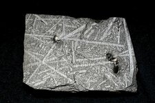 Fossiles de Graptolites