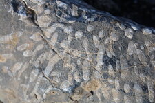 Coraux branchus des calcaires dévoniens de Parker Ridge