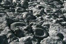 Détail de la dalle à ammonites
