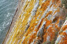 Lichens sur une paroie rocheuse à Kerloc