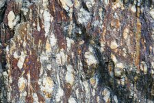 Gneiss œillé