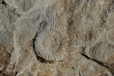 ammonite jurassique, Gorges de la Vis