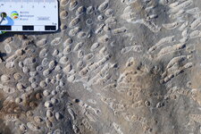 Fossiles de Coraux dévoniens, Parker Ridge