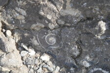Gastéropode fossile dans les calcaires dévoniens, Parker Ridge.