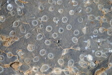 Fossiles de coraux dévoniens, Parker Ridge