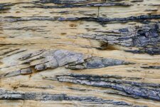 Stratification oblique dans les calcaires gréseux de St-Pierre-Du-Mont (Longues-sur-Mer)