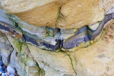Niveau de silex dans les calcaires de St-Pierre-du-Mont(Longe-sur-Mer)