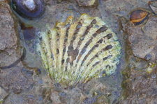 Fossile de bivalves à Sainte-Honorine-Les-Perthes