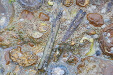Rostres de bélemnites et autres fossiles sur le platier rocheux de Sainte-Honorine 