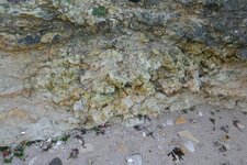 colonie de spongiaires dans les caillasses de Basse-Ecarde