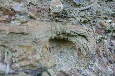 Stromatolithe dans la caillasse de Bayeux
