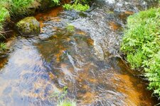 Eaux tourbées du Brion.