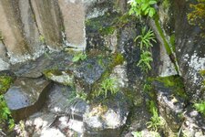 Rocher de Ronesque, prismes dans coulée de basanite