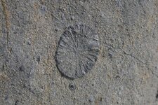 Fossile de Corail Tertiaire (Désert de Platé)