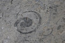 Gastéropode fossile dans le désert de Platé