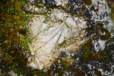 Fossile de feuille dans les travertins de Sézanne