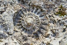 Ammonite dans une dalle des tumulus de Bougon
