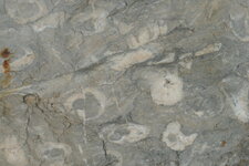 Fossiles dans les corbières.