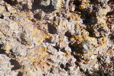 Calcaire algaire