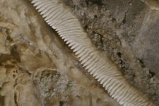 Draperie crénelée de la Grotte de la Devèze (dite de "la fileuse de verre)