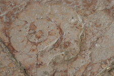 Ammonite dans le marbre rose de Guillestre dans l