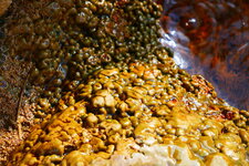 Biofilm bactérien, sources du Phasis
