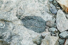 Enclaves basiques dans des Gneiss migmatitiques