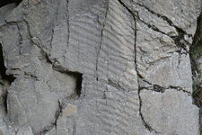 Ripple-marks (rides de courants) dans les quartzites de l