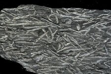 Fossiles de Graptolites, Didymograptus