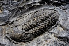 Fossile de Trilobite