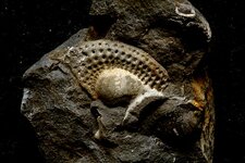 Fossile de Trilobite, Trinucleus
