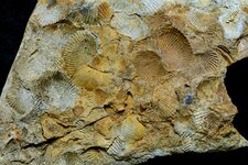 Fossiles de Brachiopodes Platyorthis Monnieri