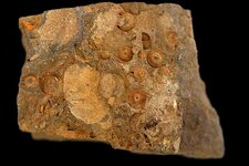 Fossiles de Crinoïdes et Brachipodes