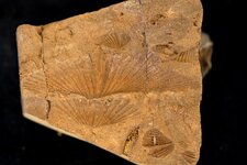 Fossiles de Brachiopodes, Chonetes