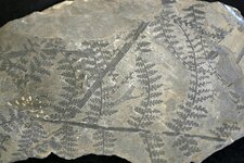 Fossiles de Sphenopteris