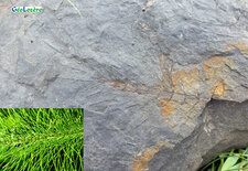 Prêle fossile