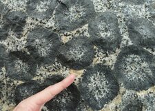 Granite orbiculaire (détail)