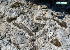 Granite orbiculaire de Grandrieu