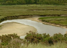 Le marais et la vasière de la "mer blanche" 