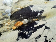 Tourbière fossile - Porz Tévigné