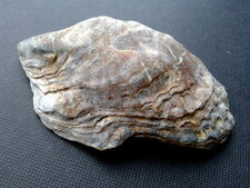 Fossile d