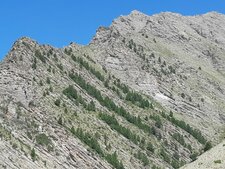 Des sapins très disciplinés !