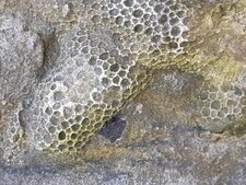 Coraux fossiles, Pointe de l