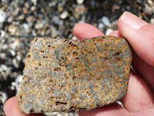 Crinoïdes à Pors Donn