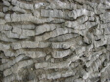 Coraux rugueux fossilisés - Ogmore-by-Sea - Détails