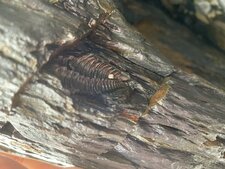 Fossile de trilobite